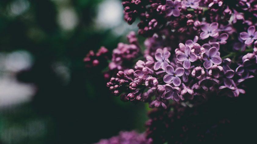 selective focus photography of purple petaled flowers