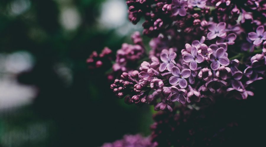 selective focus photography of purple petaled flowers