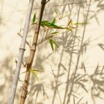 green-leafed bamboo plant near white wall