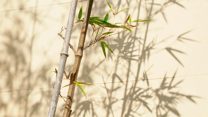 green-leafed bamboo plant near white wall