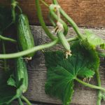 a cucumber on a table