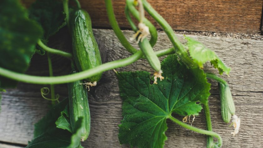 a cucumber on a table