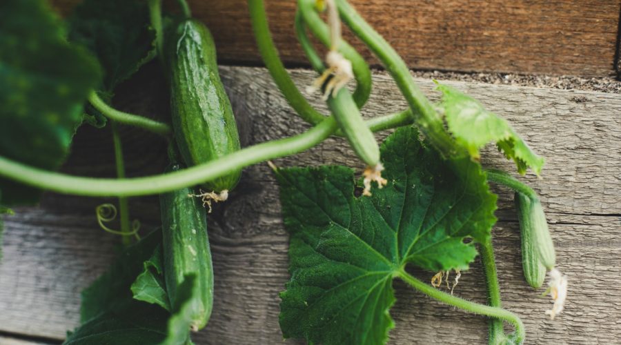 Naturalny nawóz do cukinii – lepszy wzrost i plon 1 a cucumber on a table