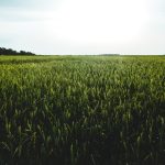 green meadow under clear sky