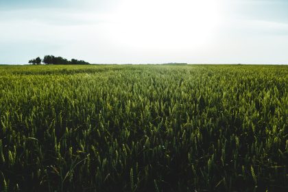 green meadow under clear sky