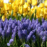 a field of flowers