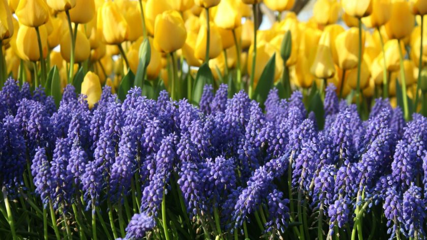a field of flowers