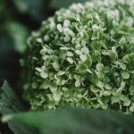 a close up of a green plant with leaves