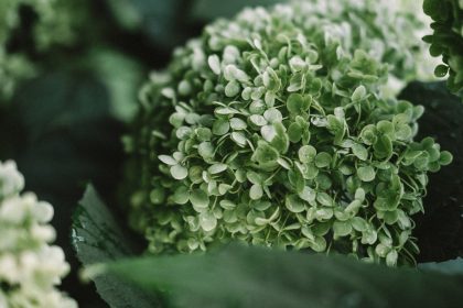 a close up of a green plant with leaves