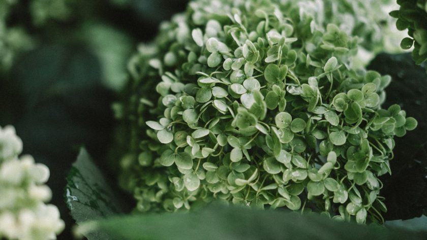 a close up of a green plant with leaves