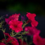 a close up of some flowers