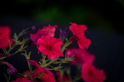 a close up of some flowers