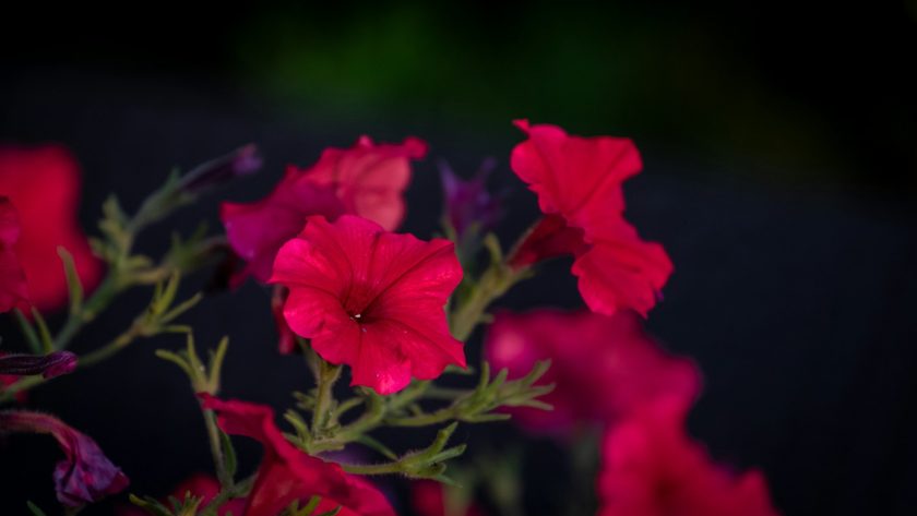 a close up of some flowers