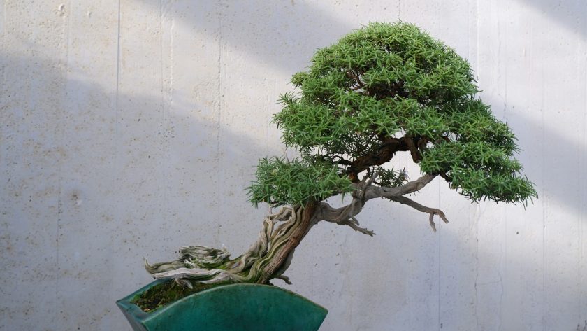 A bonsai tree in a green pot on a table