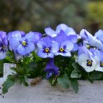 purple and white flowers on brown wooden log