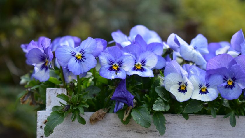 purple and white flowers on brown wooden log