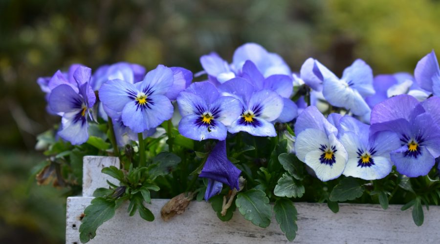 Nawóz do bratków – co wzmacnia kwitnienie? 4 purple and white flowers on brown wooden log