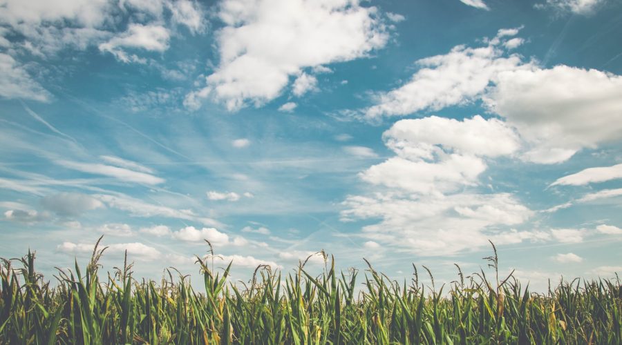 green cornfield under cloudy sky