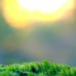 green grass field