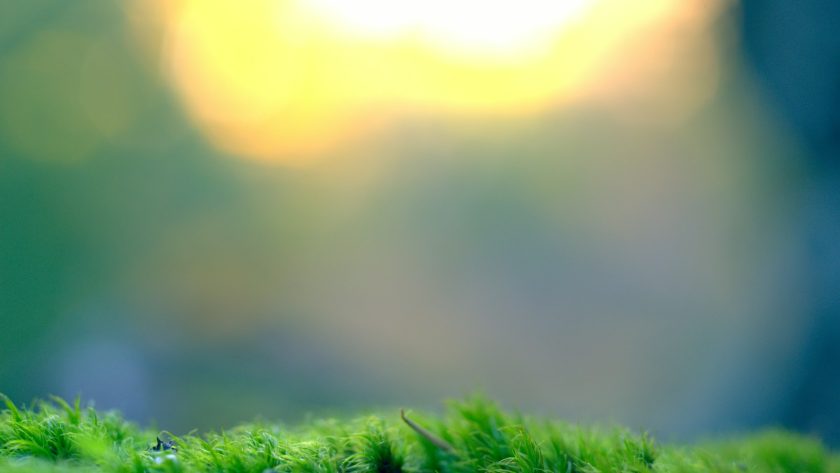 green grass field