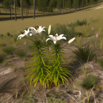 lilie cebulki kiedy sadzić