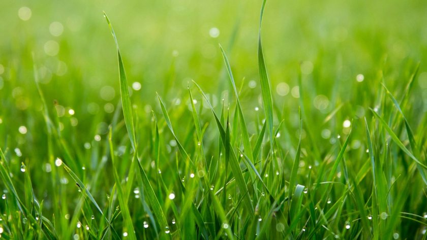 close photo of green grass