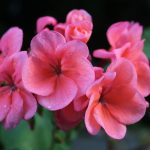 pink flowers in tilt shift lens