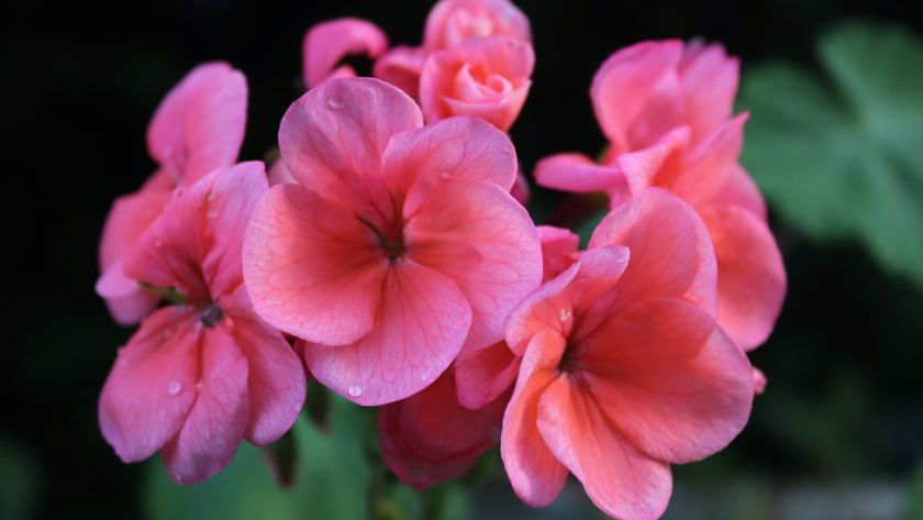 pink flowers in tilt shift lens
