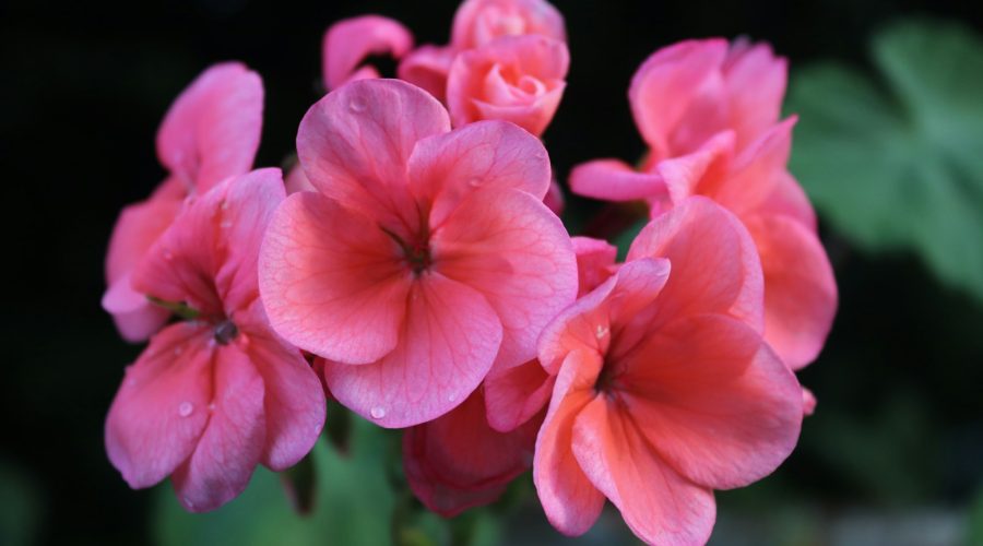 pink flowers in tilt shift lens