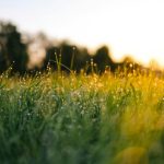 selective focus photography of water droplets on grasses
