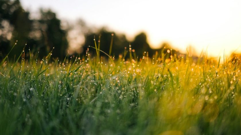 selective focus photography of water droplets on grasses