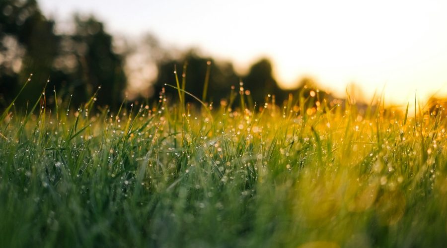 selective focus photography of water droplets on grasses