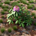 nawóz do rododendronów i hortensji