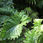 green leaves in close up photography