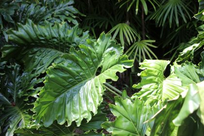 green leaves in close up photography