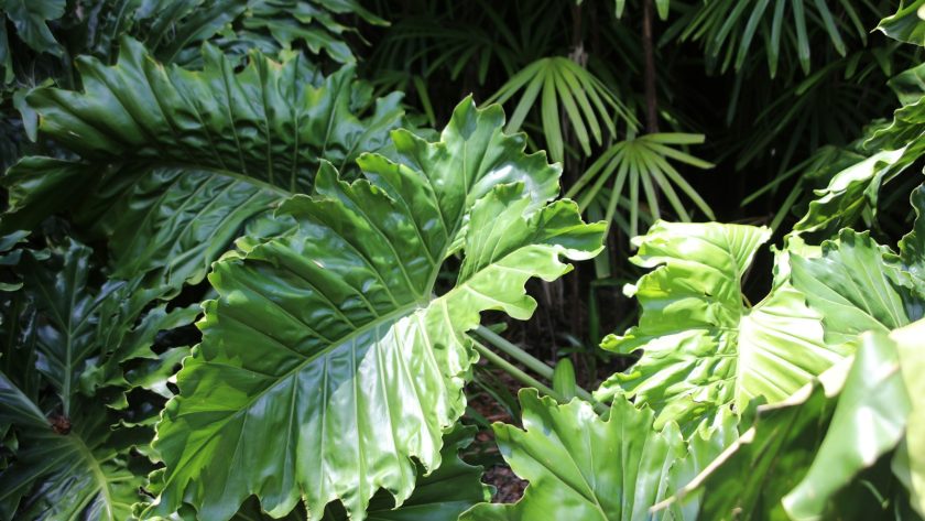 green leaves in close up photography
