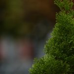 green leaf plant