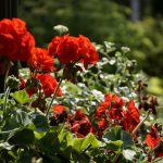 red flower in tilt shift lens
