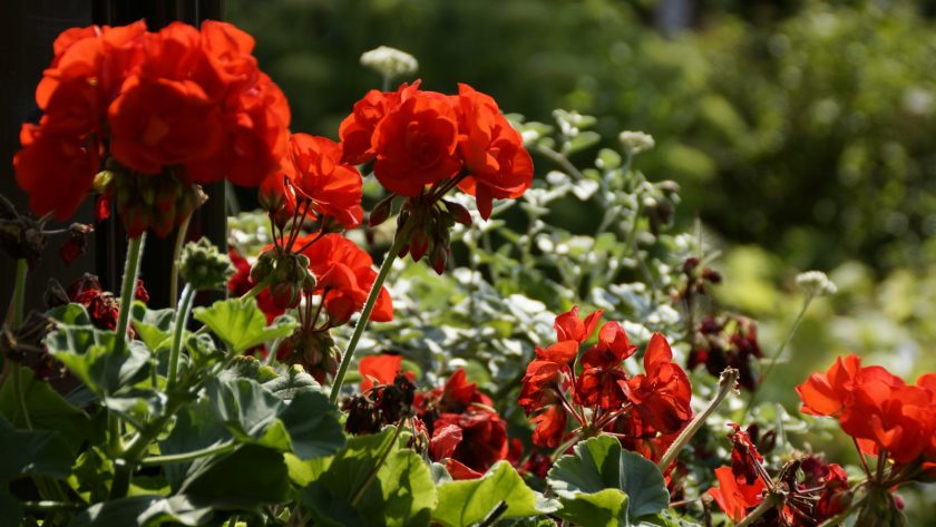 red flower in tilt shift lens