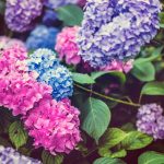 shadow depth of field photography of hydrangeas flowers