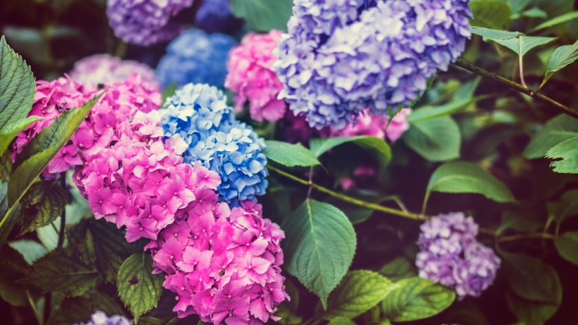 shadow depth of field photography of hydrangeas flowers