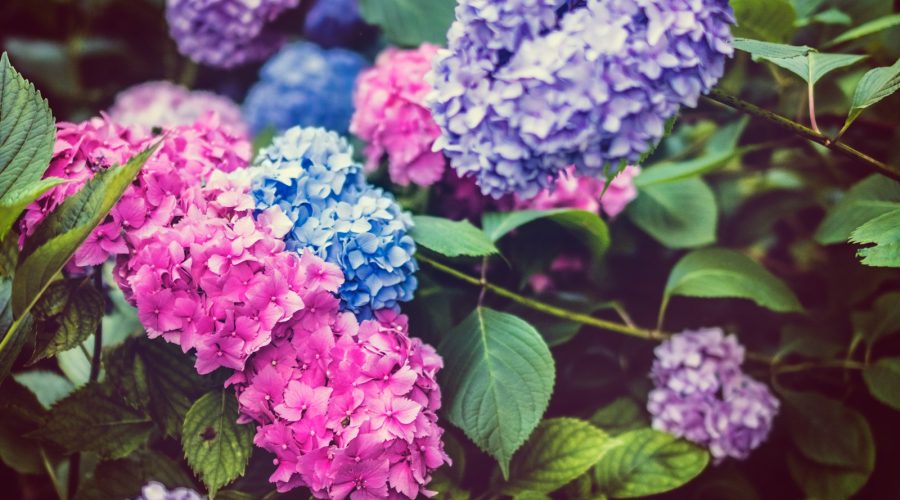 Nawóz do hortensji w płynie – rewolucja w pielęgnacji tych kolorowych krzewów! 1 shadow depth of field photography of hydrangeas flowers