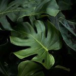 closeup photo of green plants