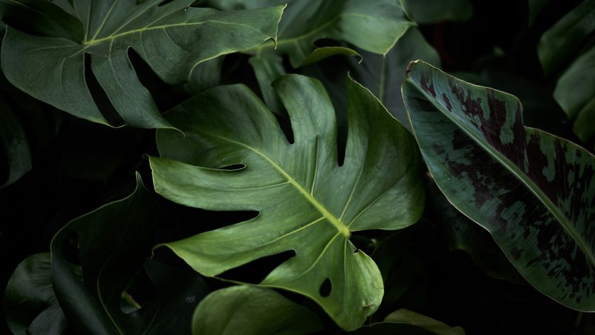 closeup photo of green plants