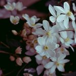 white flowers in tilt shift lens