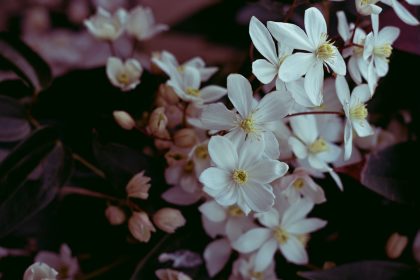 white flowers in tilt shift lens