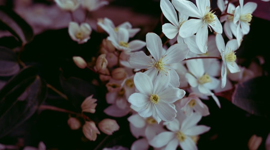 Nawóz do clematisów – tajemnica bujnego wzrostu i długiego kwitnienia tych roślin 1 white flowers in tilt shift lens