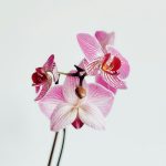 pink and white moth orchid in close up photography