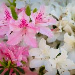a bunch of pink and white flowers in a vase