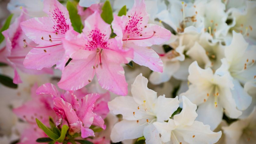 a bunch of pink and white flowers in a vase